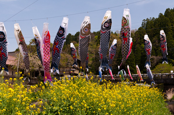 芹川の鯉のぼり