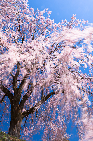 清水家の墓守桜