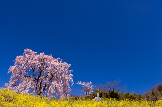 清水家の墓守桜