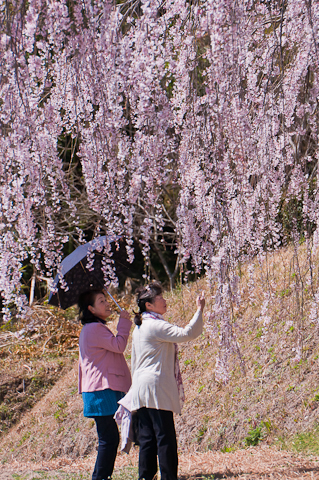 清水家の墓守桜