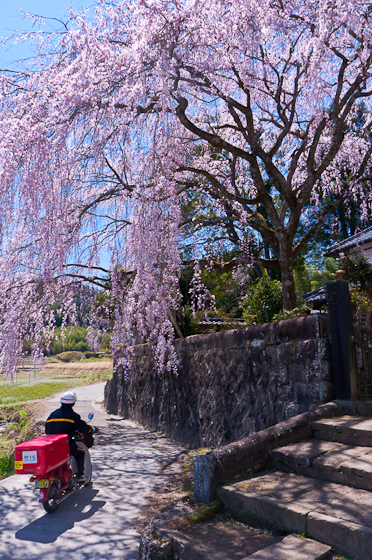古庄家のしだれ桜