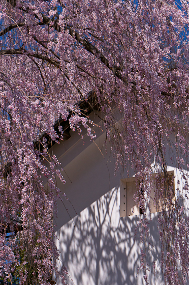古庄家のしだれ桜