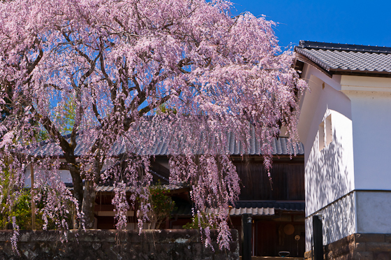 古庄家のしだれ桜
