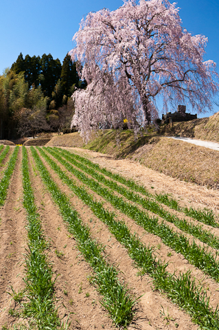 清水家の墓守桜