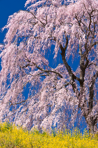 清水家の墓守桜