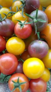 トマトの手入れ、収穫。