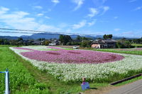 コスモス祭り2013・ライブ