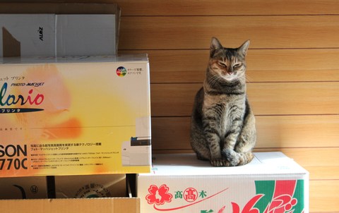 引っ越し。