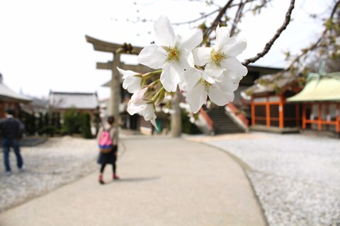 佐賀関まで。