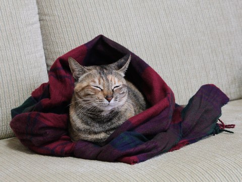 アキの1日。