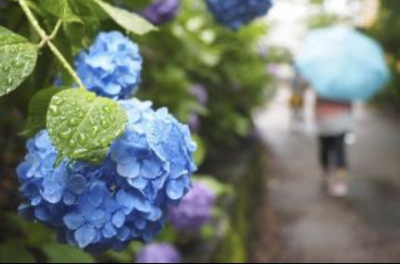 梅雨時期の体調不良が目立ちます。。 梅雨時期の体調不良が目立ちます。。