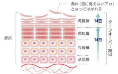 よもぎ蒸しはターンオーバーを正常に戻します!! よもぎ蒸しはターンオーバーを正常に戻します!!