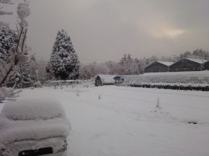 積もるときは急に積もるよね。パプリカ鉢上げ