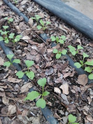 ミニ野菜は順調なんじゃないかな