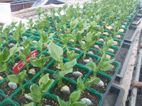 スナップエンドウ第一弾定植完了