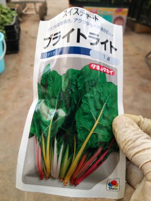 冬の野菜に大型新人登場