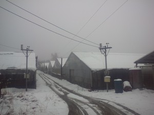 今だ解けぬ雪と鉢上げ準備