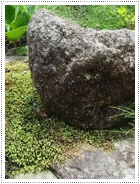庭石