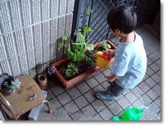 プランターに植えました