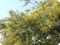 はなの森