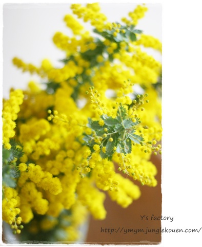 ミモザの花を・・・