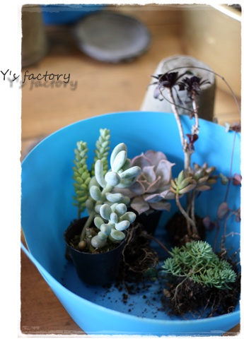寄せ植え教室