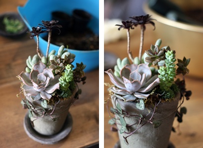 寄せ植え教室