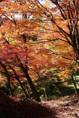 紅葉狩り