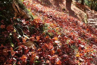 紅葉狩り