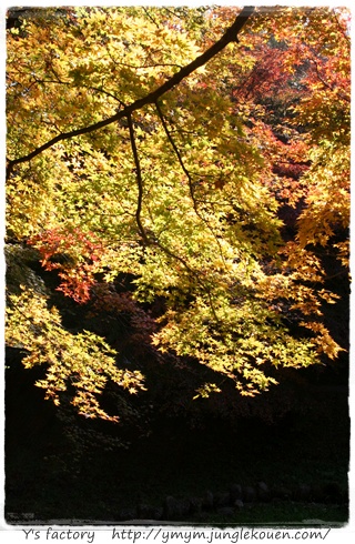 紅葉狩り