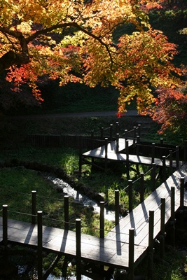紅葉狩り