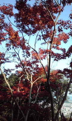 お散歩と言う名の登山