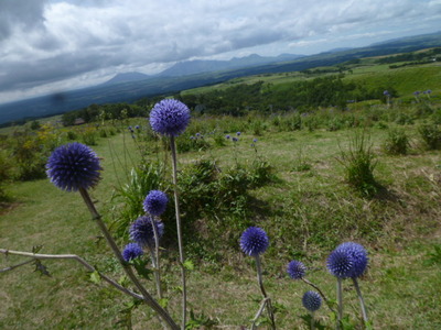 花便り♪