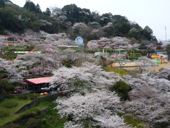 桜のラクテンチ♪