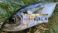 関アジ！！
